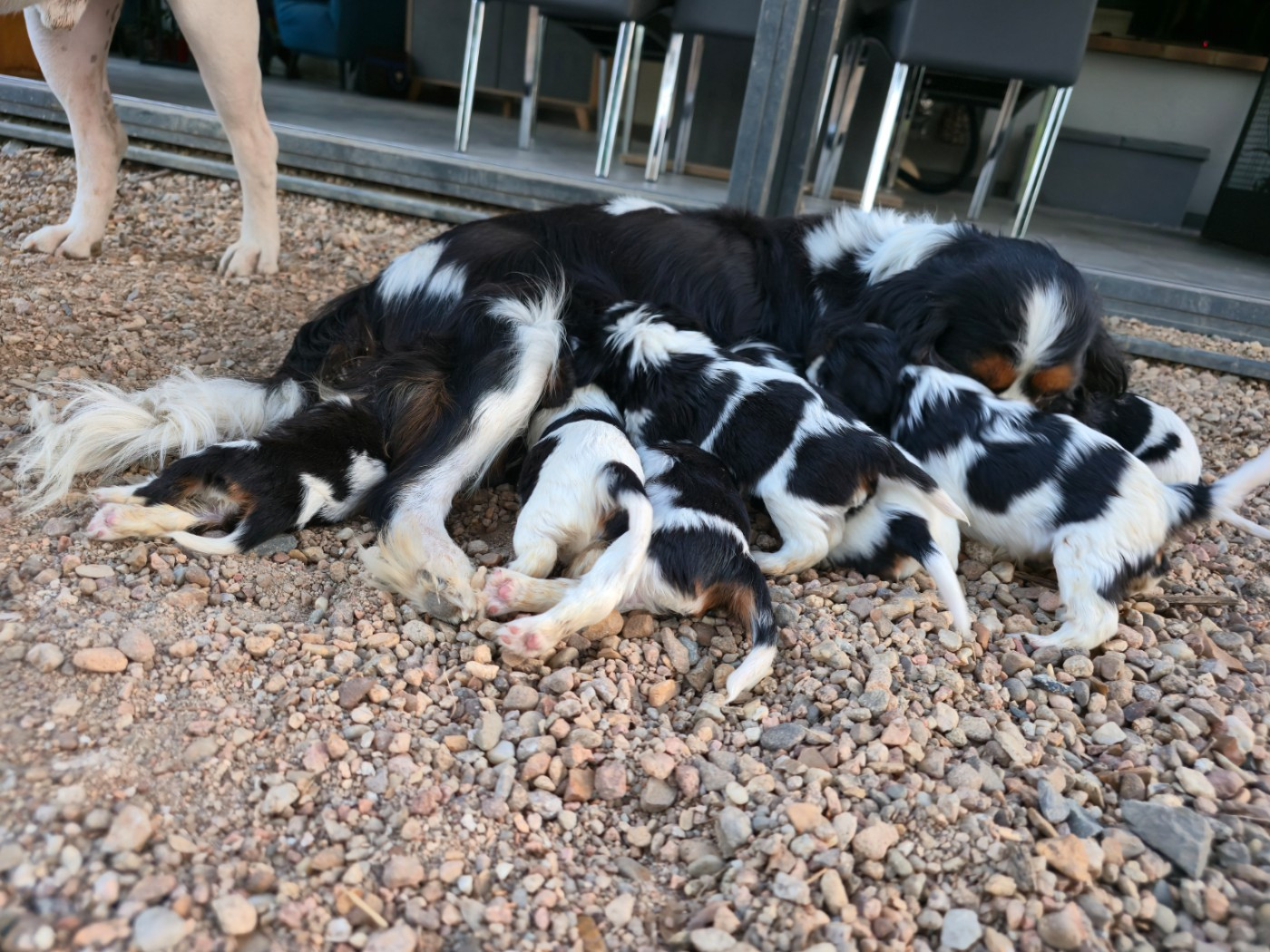 Chiots