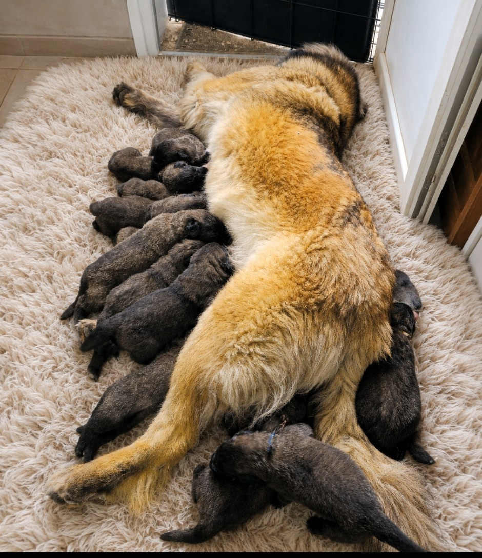 Chiot Leonberger des deux chenes rouges