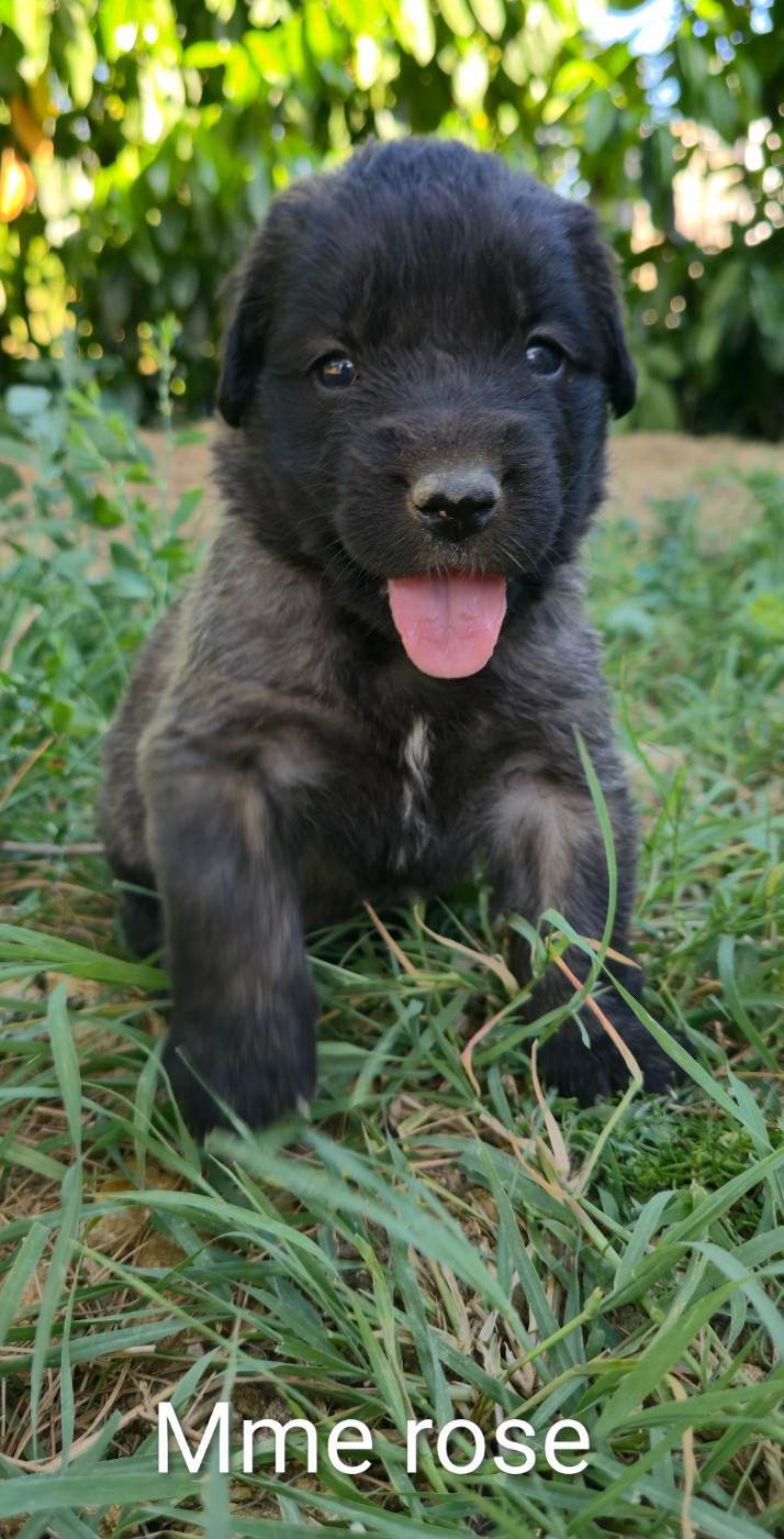 des deux chenes rouges - Chiots disponibles - Leonberger