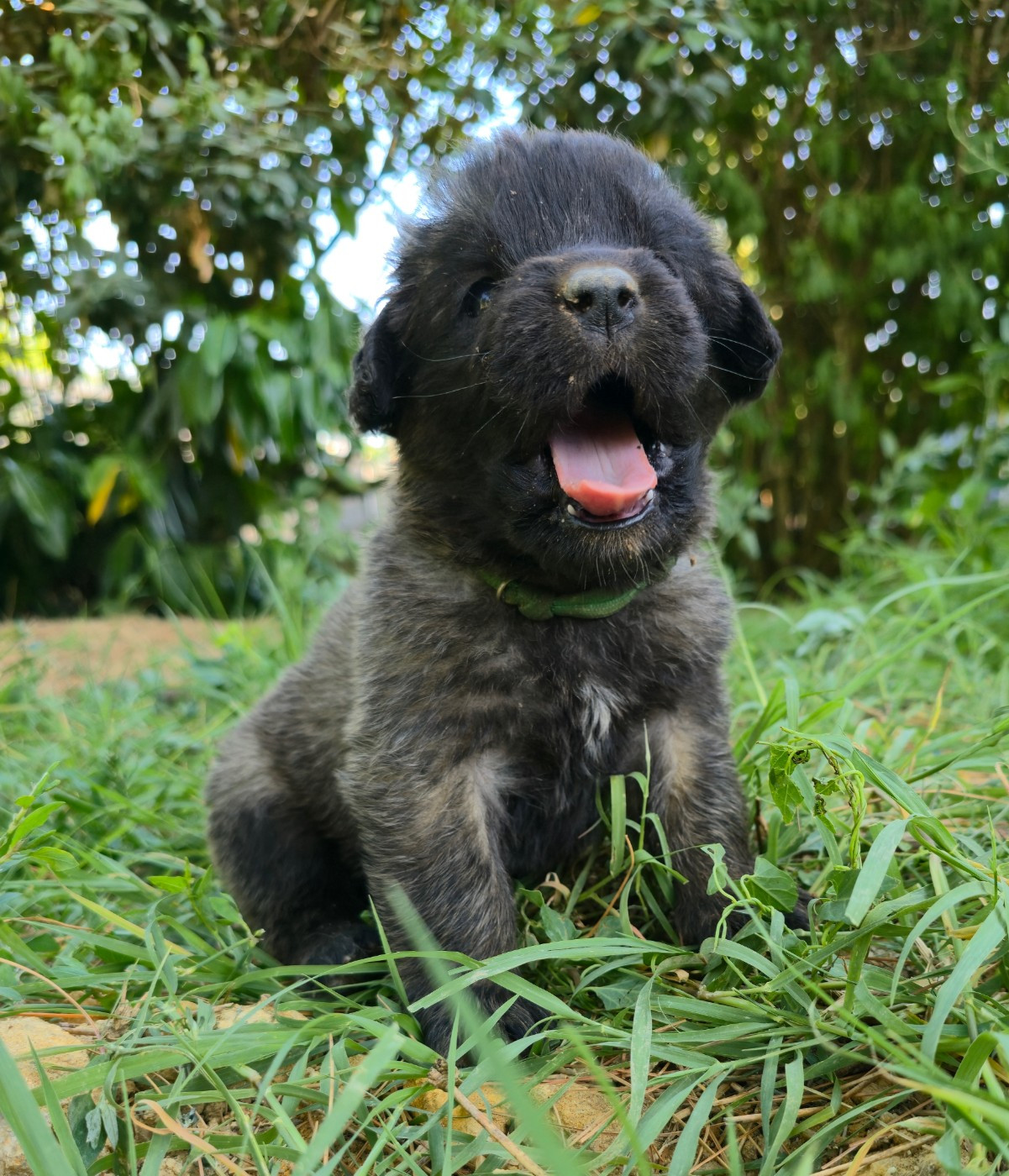 des deux chenes rouges - Chiots disponibles - Leonberger