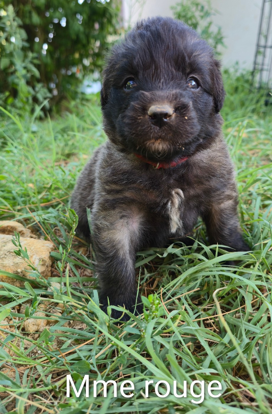 des deux chenes rouges - Chiots disponibles - Leonberger