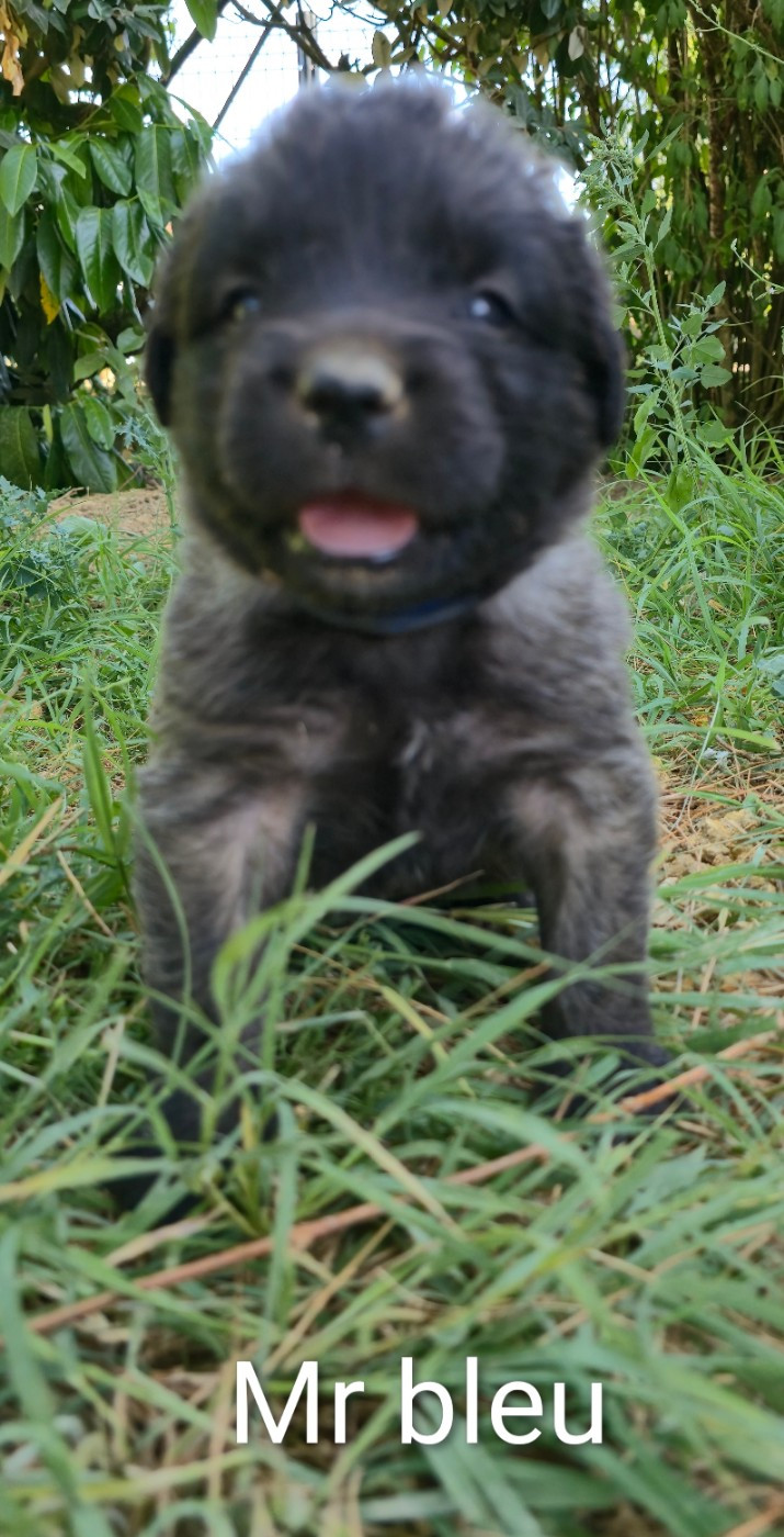des deux chenes rouges - Chiots disponibles - Leonberger