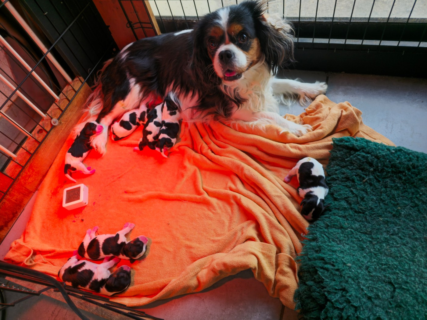 Chiot Cavalier King Charles Spaniel des deux chenes rouges