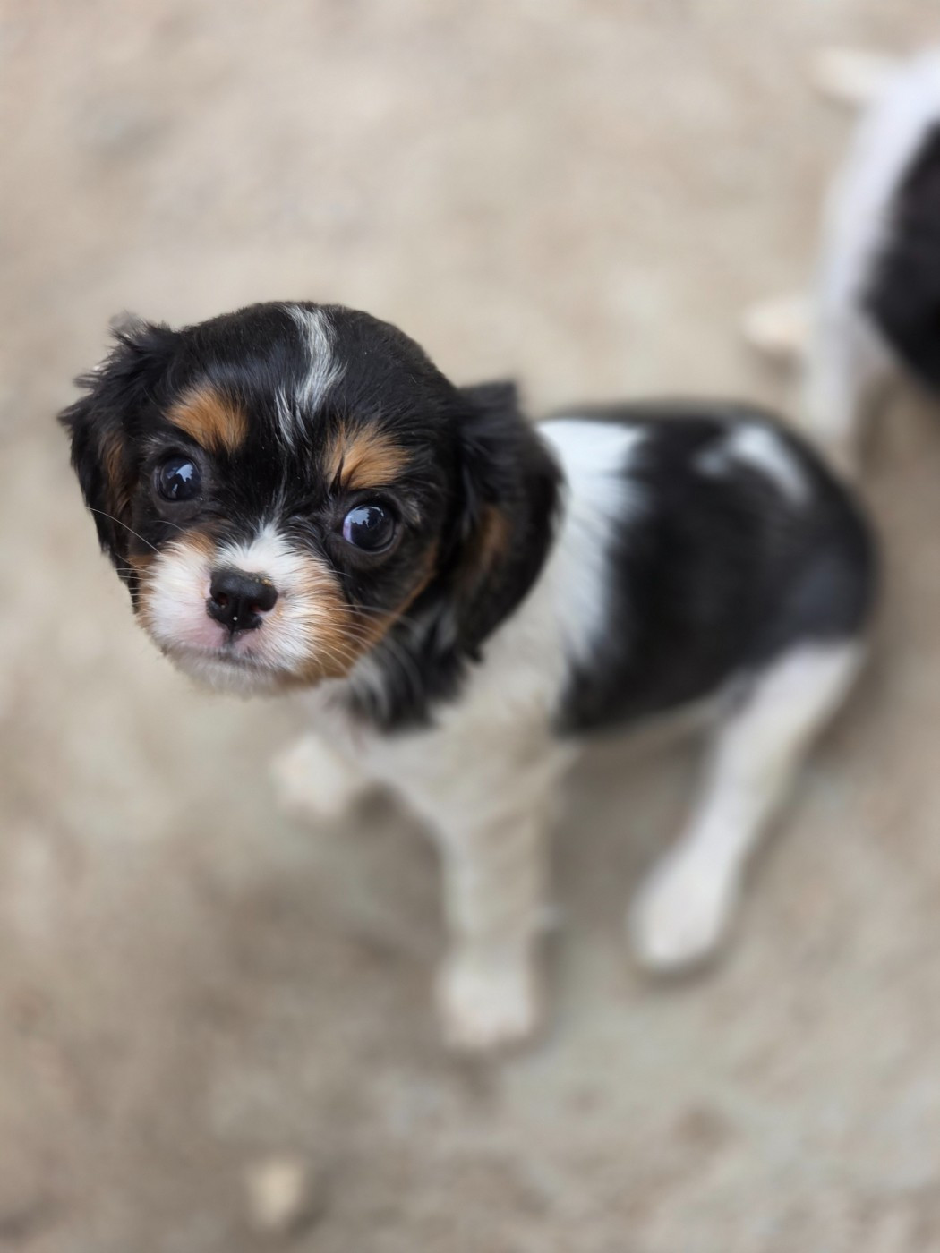 des deux chenes rouges - Chiots disponibles - Cavalier King Charles Spaniel