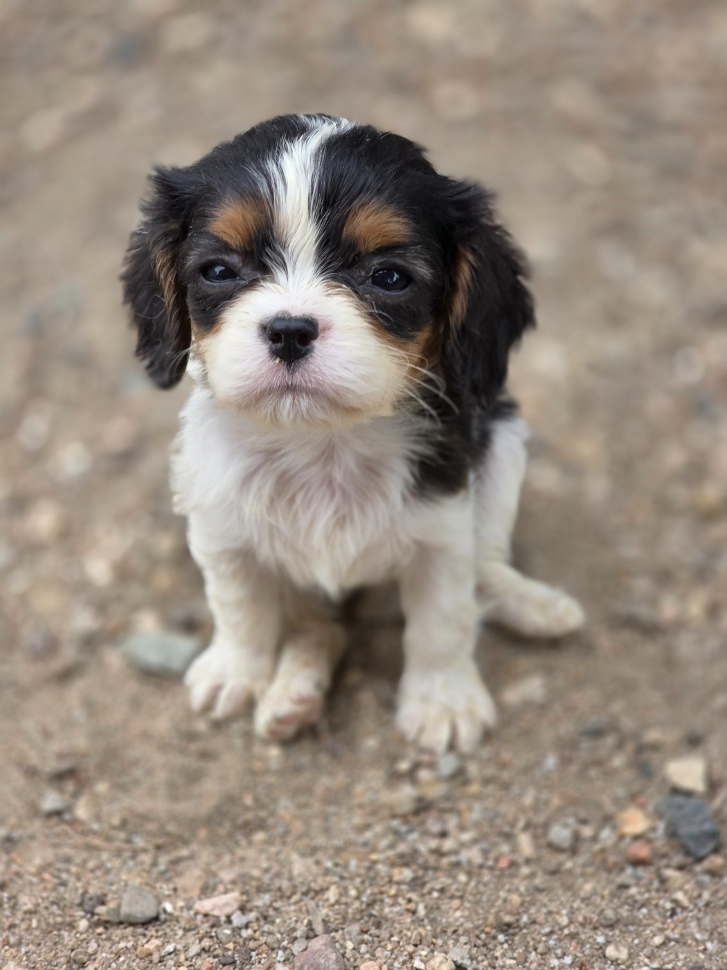 des deux chenes rouges - Chiots disponibles - Cavalier King Charles Spaniel