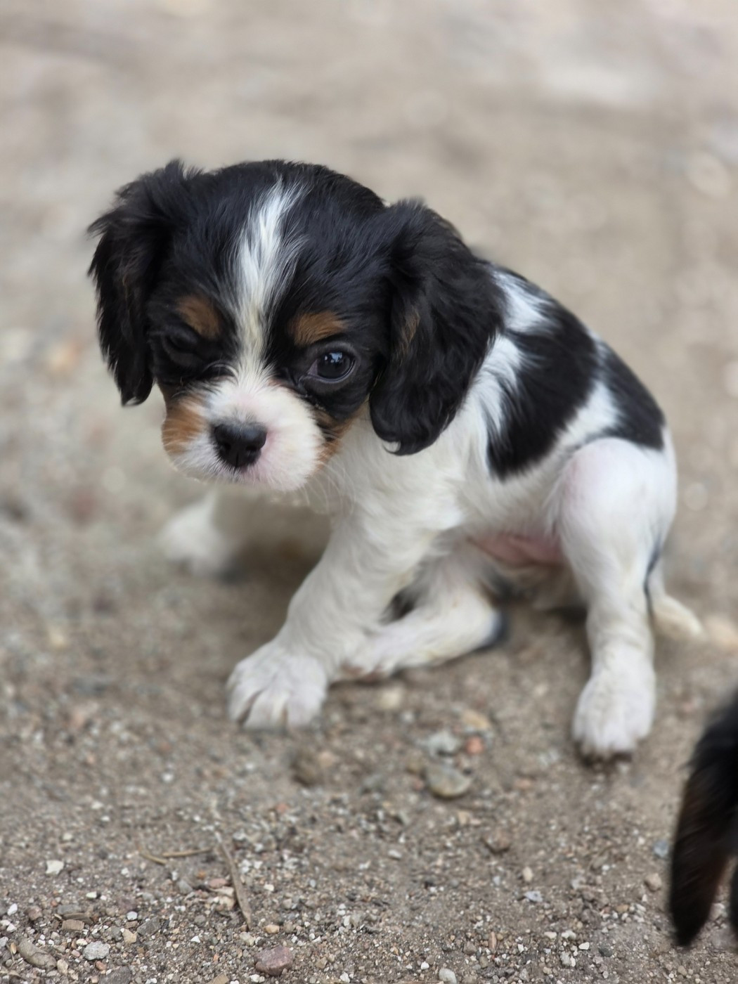 des deux chenes rouges - Chiots disponibles - Cavalier King Charles Spaniel