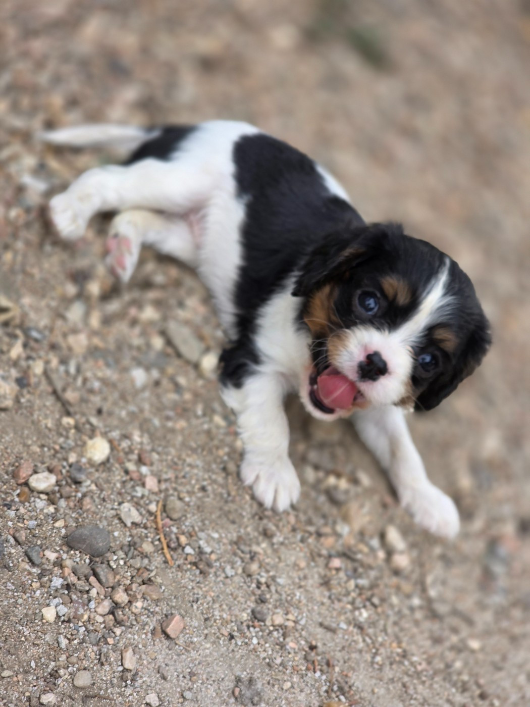 des deux chenes rouges - Chiots disponibles - Cavalier King Charles Spaniel