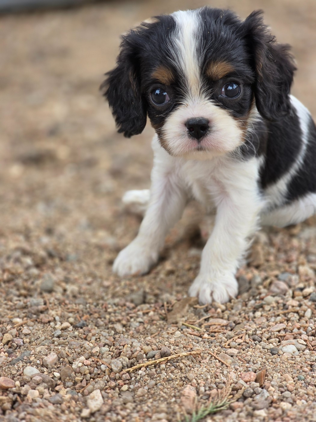 des deux chenes rouges - Chiots disponibles - Cavalier King Charles Spaniel
