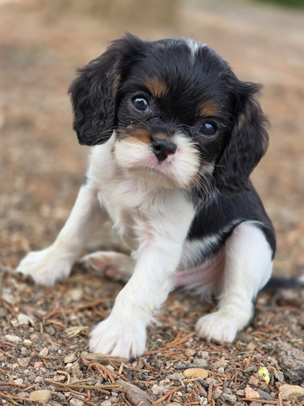 des deux chenes rouges - Chiots disponibles - Cavalier King Charles Spaniel