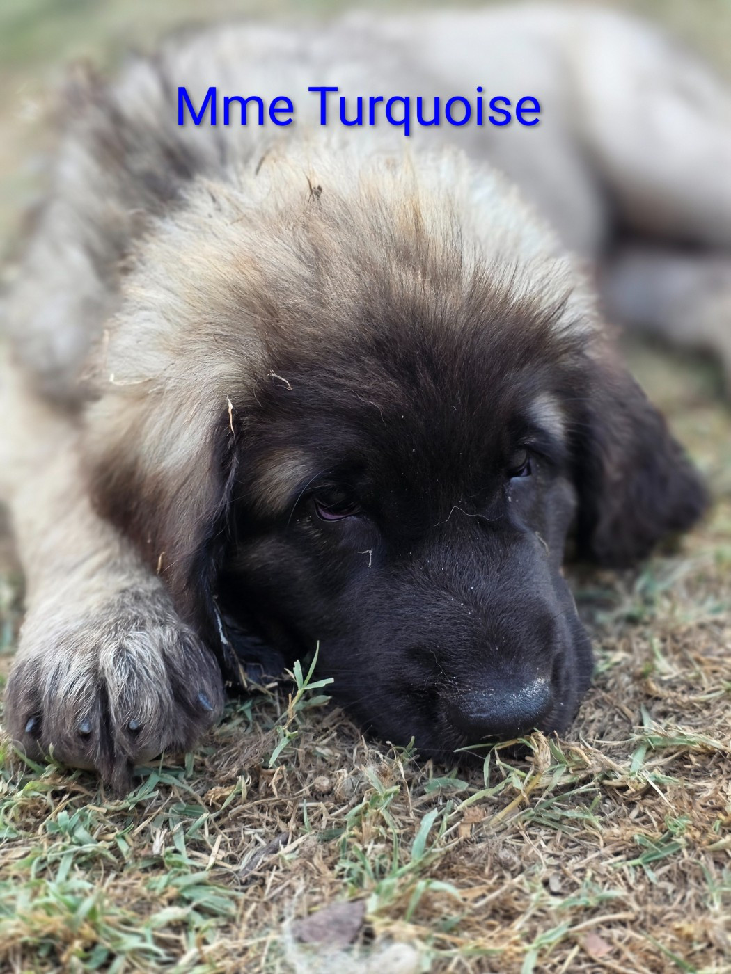 des deux chenes rouges - Chiots disponibles - Leonberger