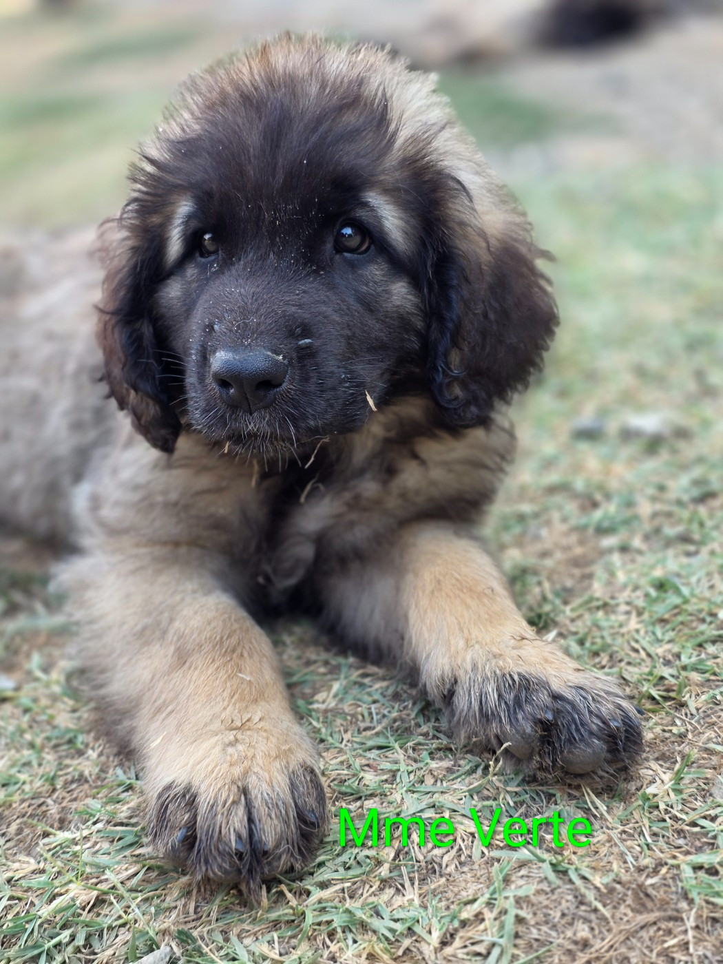 des deux chenes rouges - Chiots disponibles - Leonberger