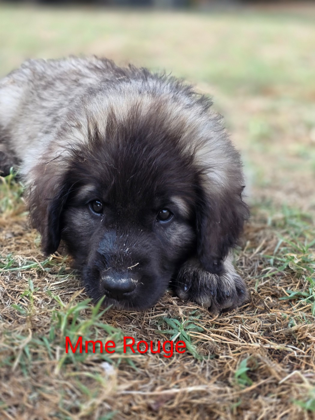 des deux chenes rouges - Chiots disponibles - Leonberger