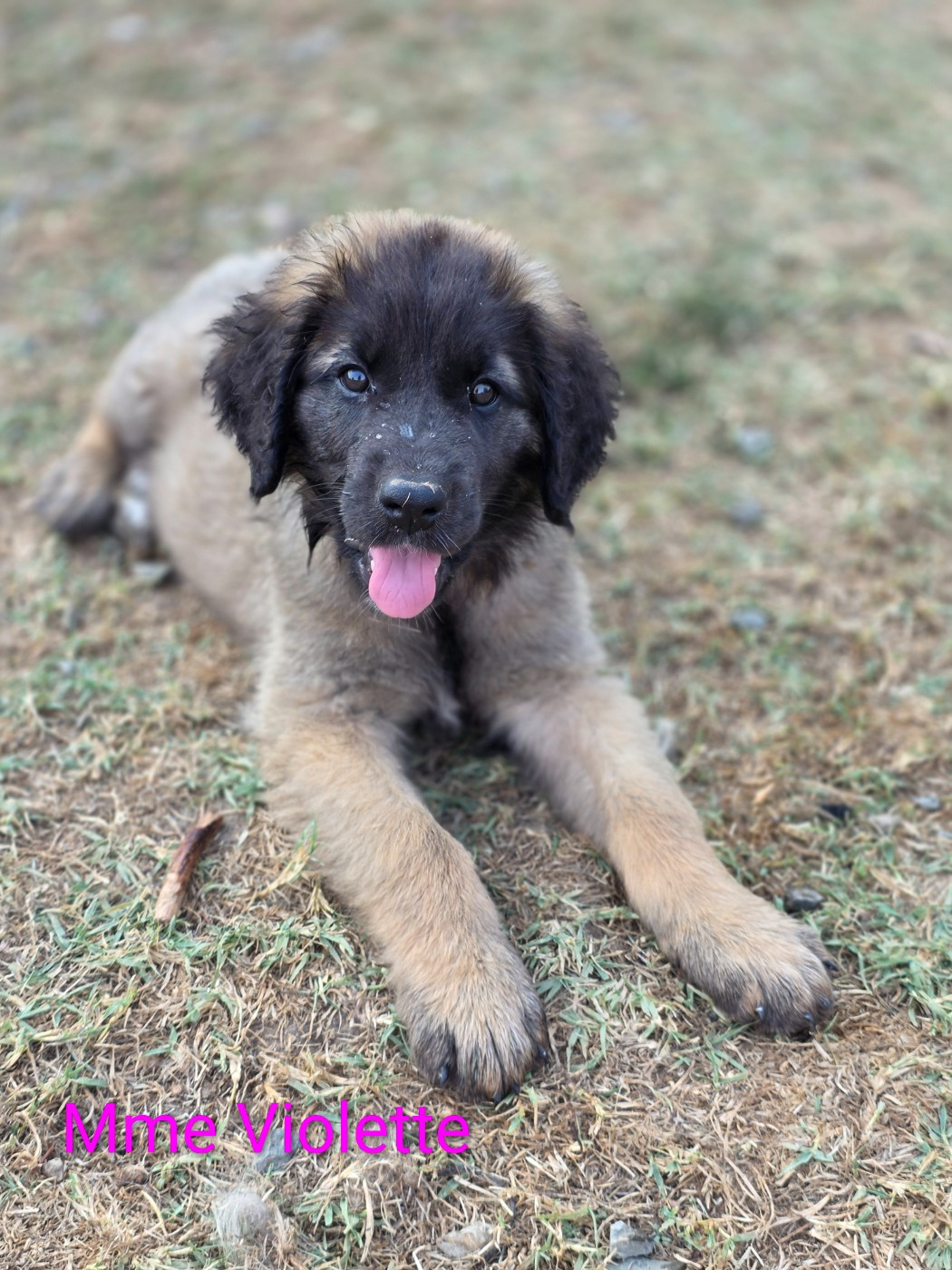 des deux chenes rouges - Chiots disponibles - Leonberger