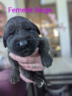 CHIOT 6