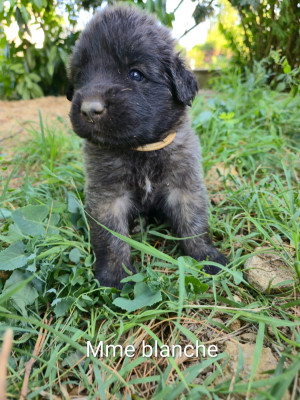 Chiot N°1 - Mme Blanche