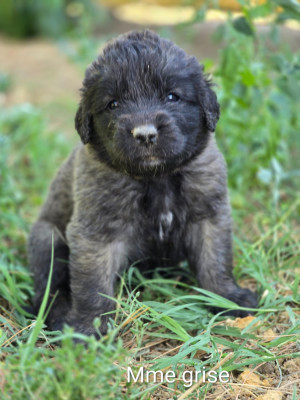 Chiot N°2 - Mme Grise