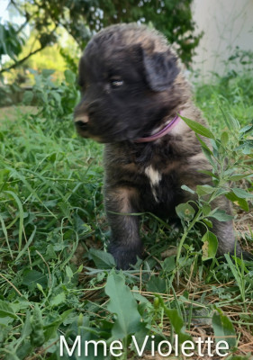 Chiot N°3 - Mme Violette