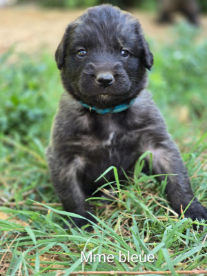 Chiot N°6 - Mme turquoise