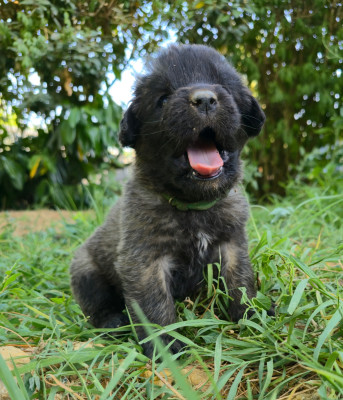 Chiot N°7 - Mme Verte