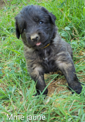 Chiot N°8 - Mme Jaune