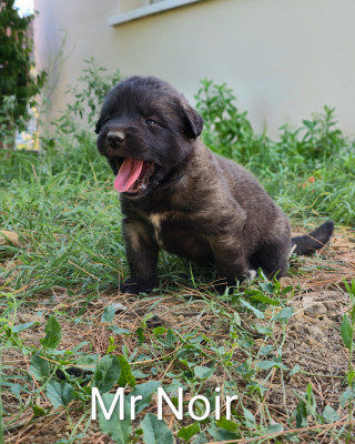 Chiot N°11 - Mr Noir