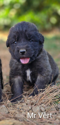 Chiot N°12 - Mr Vert