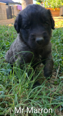 Chiot N°13 - Mr Marron
