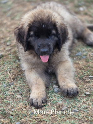 Chiot N°1 - Mme Blanche