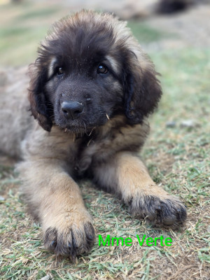 Chiot N°7 - Mme Verte