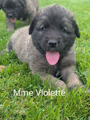 CHIOT 8